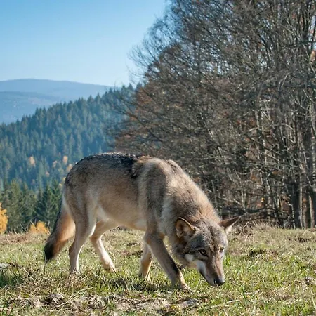 Hillside šumava Strasin